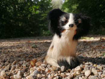 Close-up portrait of a dog