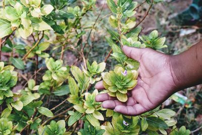 Cropped image of hand holding plant