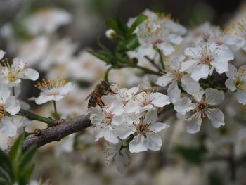 Close-up of cherry blossoms