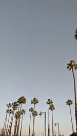 Low angle view of coconut palm trees against clear sky