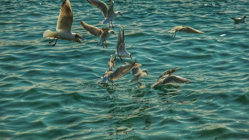 High angle view of birds swimming in lake