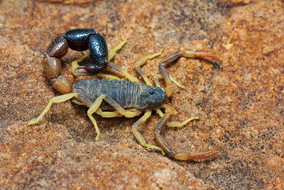 Close-up of insect on rock