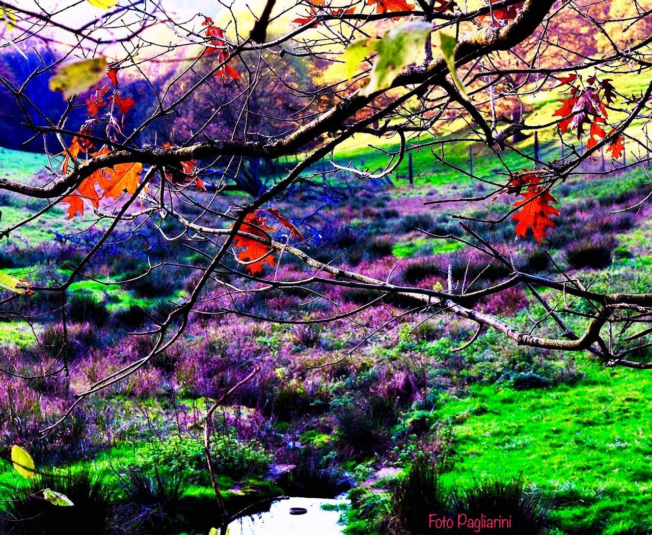 TREES IN PARK