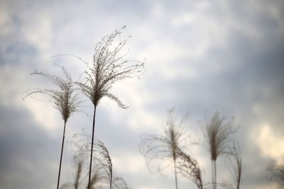 Low angle view of bare tree against sky