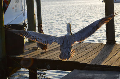 Seagulls flying over sea