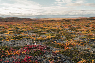 Scenic view of land against sky during autumn