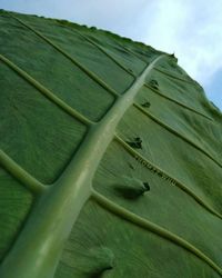 Low angle view of fresh green tree against sky