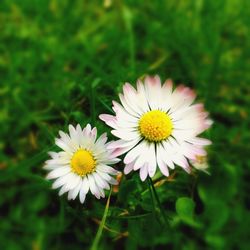 Close-up of white daisy flower