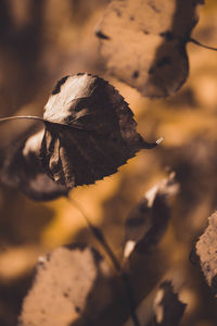 Close-up of dry leaf on field during autumn