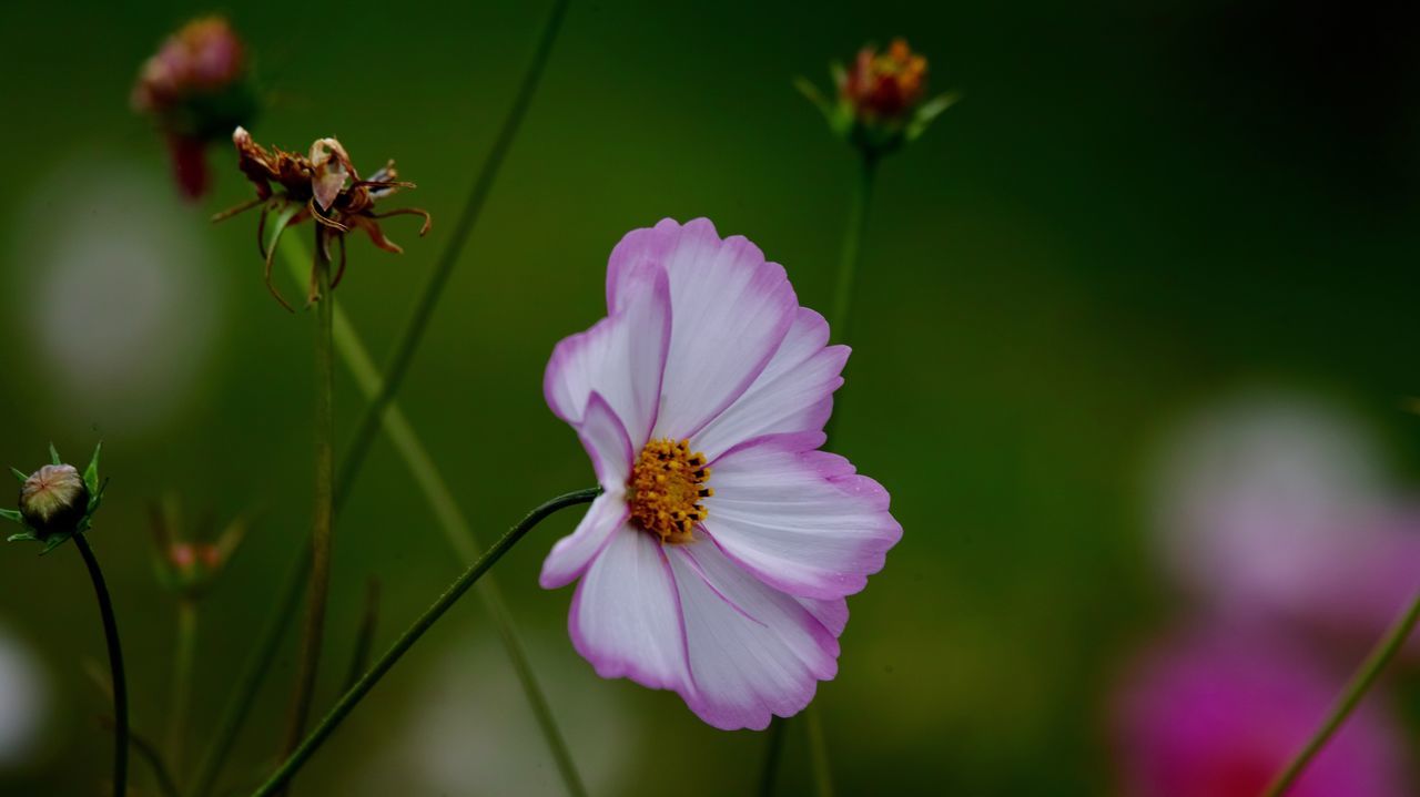 flower, flowering plant, fragility, vulnerability, freshness, plant, petal, beauty in nature, growth, flower head, inflorescence, close-up, pollen, no people, focus on foreground, nature, cosmos flower, day, invertebrate, animal wildlife, outdoors, purple, pollination