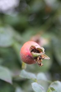 Close-up of honey bee on plant
