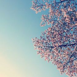 Low angle view of tree against blue sky