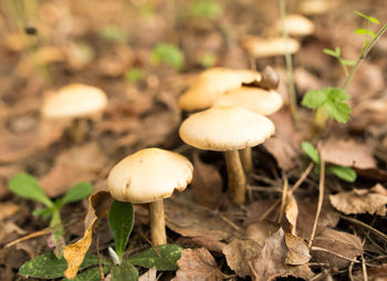 Close-up of mushrooms growing on land