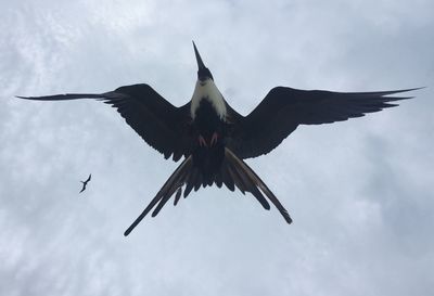 Low angle view of bird flying in sky