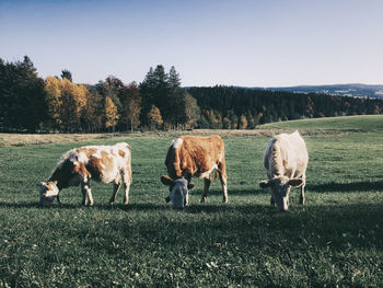 Cattle grazing on field against sky