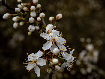 Spring blossom 