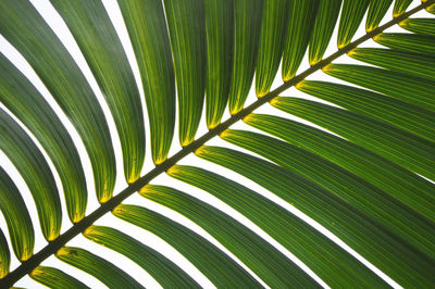 Full frame shot of palm leaf