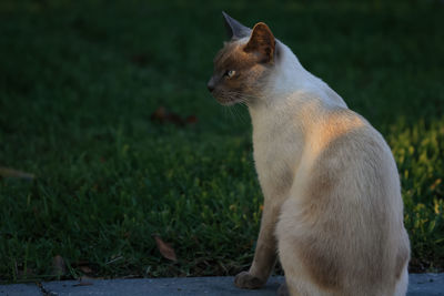 Cat sitting on field