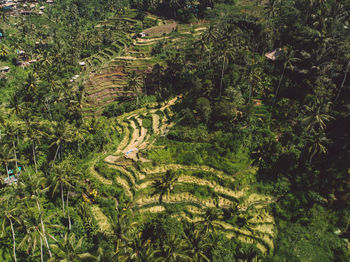 High angle view of trees growing on field