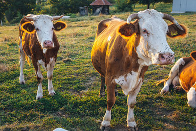 Portrait of cows on field