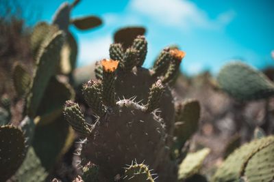 Close-up of prickly pear cactus