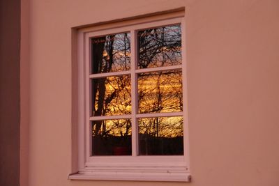 Plants seen through window