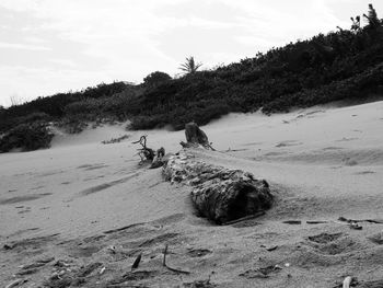 Dead tree on beach against sky