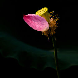 Close-up of pink flower