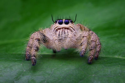 Close-up of spider