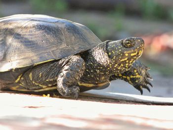 Close-up of turtle