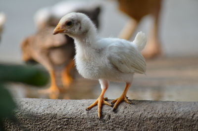 Close-up of a cute baby chicken