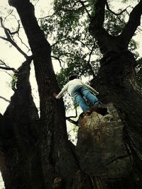 Low angle view of a tree