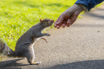 Close-up of squirrel