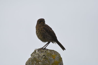 Low angle view of bird perching on rock against sky