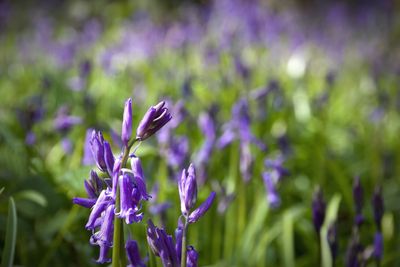 Close-up of purple flowering plant on field