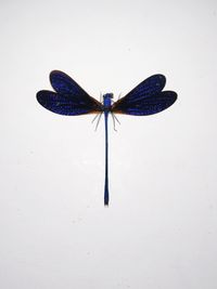 High angle view of butterfly over white background