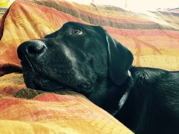 Close-up of dog resting