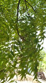 Close-up of fruit tree