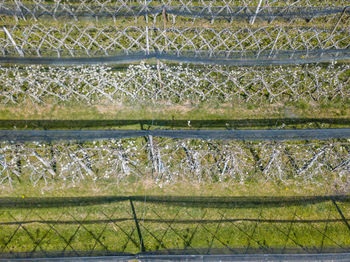 Full frame shot of plants on land