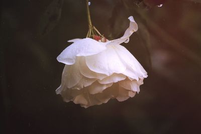 Close-up of white rose with water