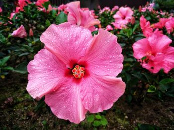 Close-up of pink hibiscus flower