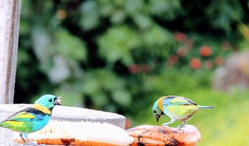 Close-up of bird perching on feeder