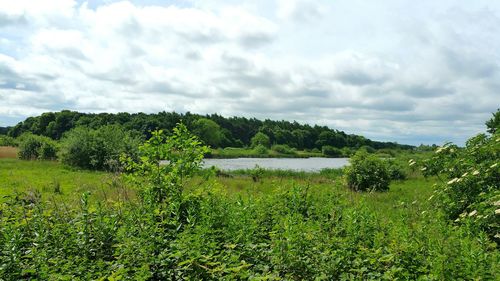 Plants growing on field by lake against sky