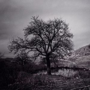 Bare trees on field