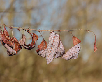 Closeup shot of a group of leaves on autumn season