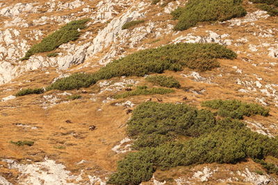 High angle view of rocks on land