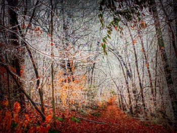 Road passing through forest