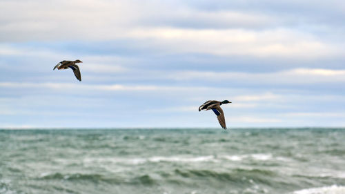 Mallard waterfowl birds flying over sea water. anas platyrhynchos, mallard duck. hovering birds sky