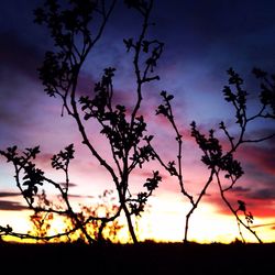 Silhouette trees on landscape against sky at sunset