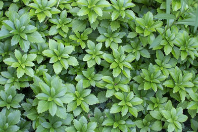 Full frame shot of flowering plants